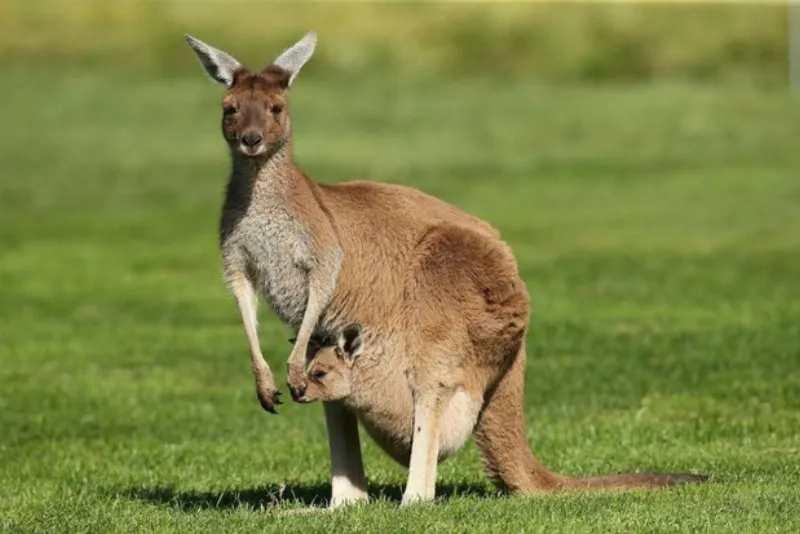 Cầu cảng Sydney