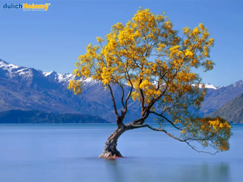 “Cây cô đơn” ở hồ Wanaka