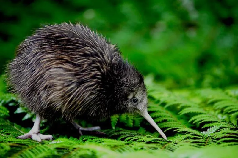 Chim Kiwi là nguồn gốc tên gọi “xứ sở Kiwi” của New Zealand 