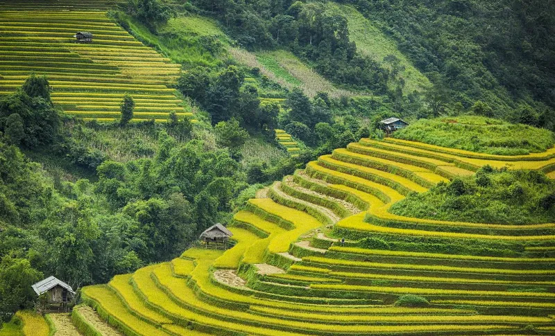 Chụp ảnh hộ chiếu với phông nền trắng