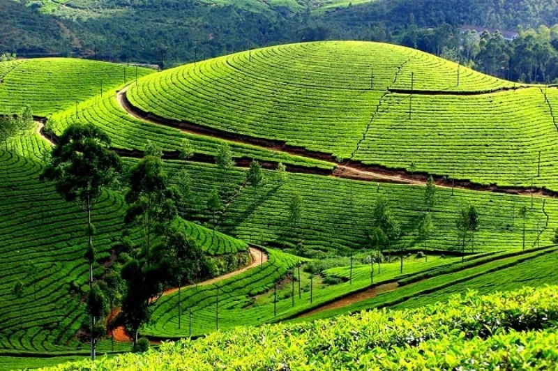Đồi chè Tân Cương xanh mướt