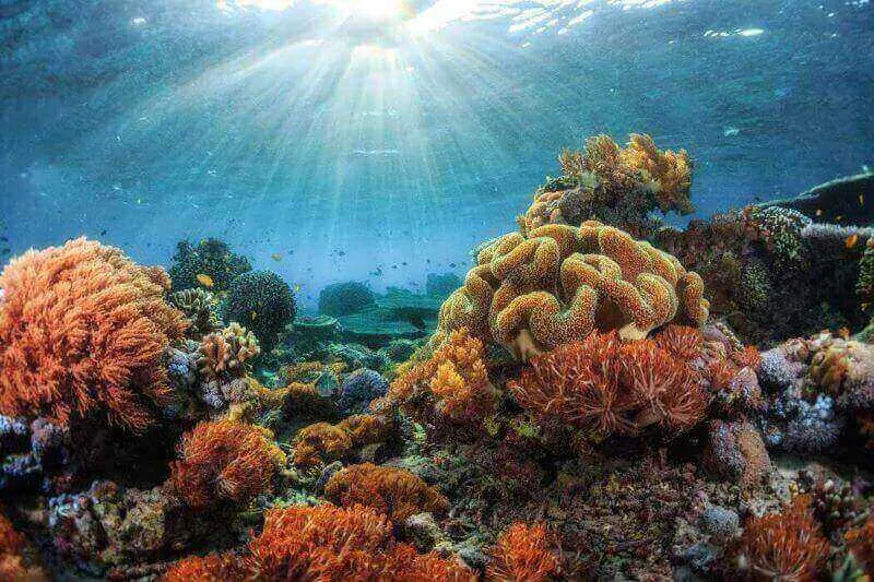 Great Barrier Reef - ghé ngay rạn san hô top 1 thế giới