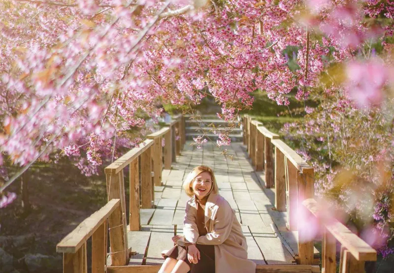 Hoa Anh Đào ở Chiang Mai tháng 2