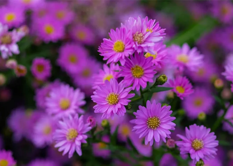 Hoa Cuc Tay Asters