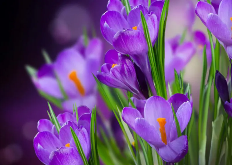 Hoa Nghe Tay Crocus