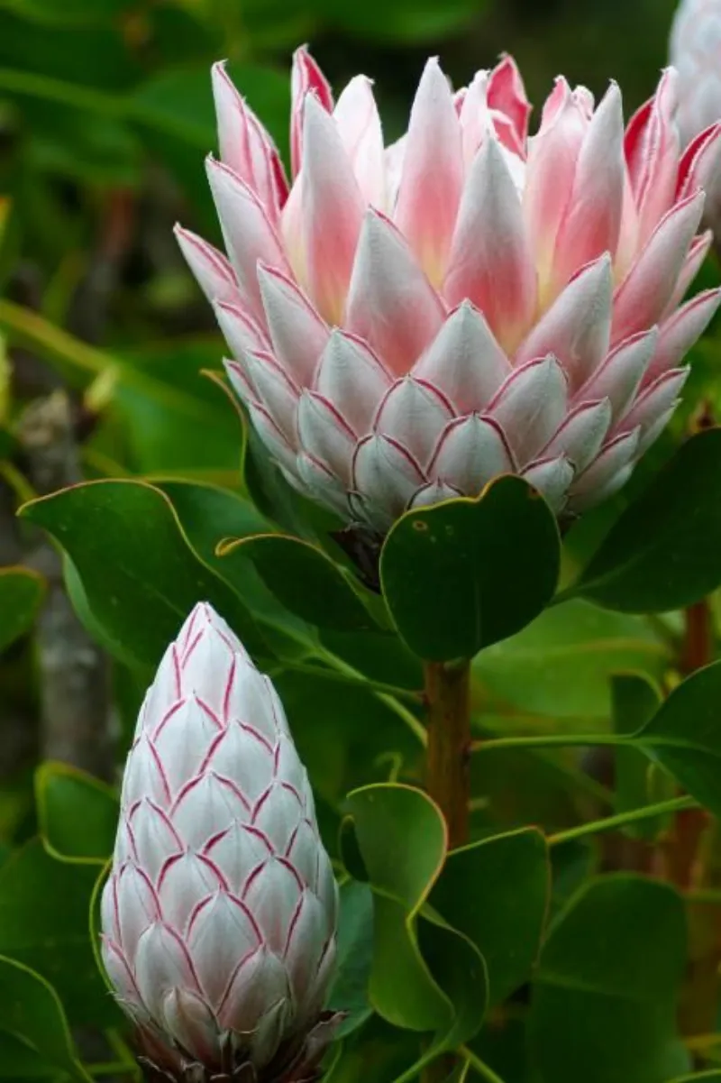 Hoa Protea