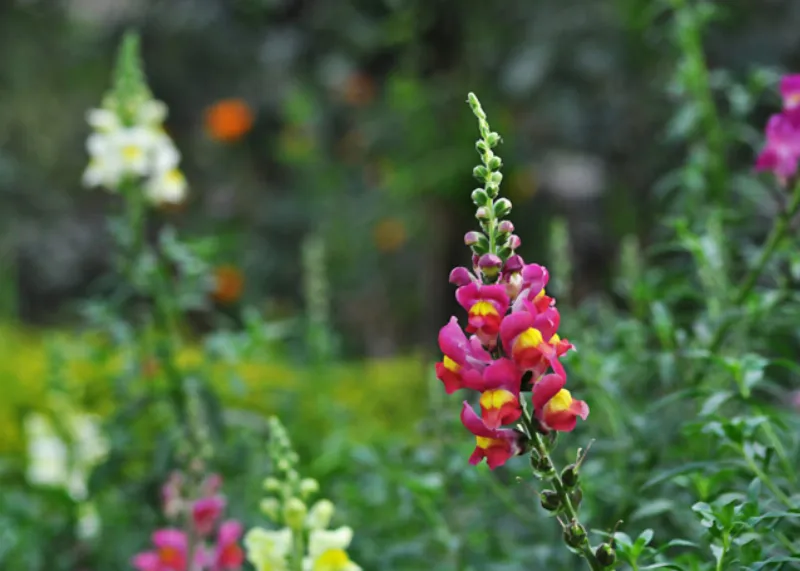 Hoa Snapdragons