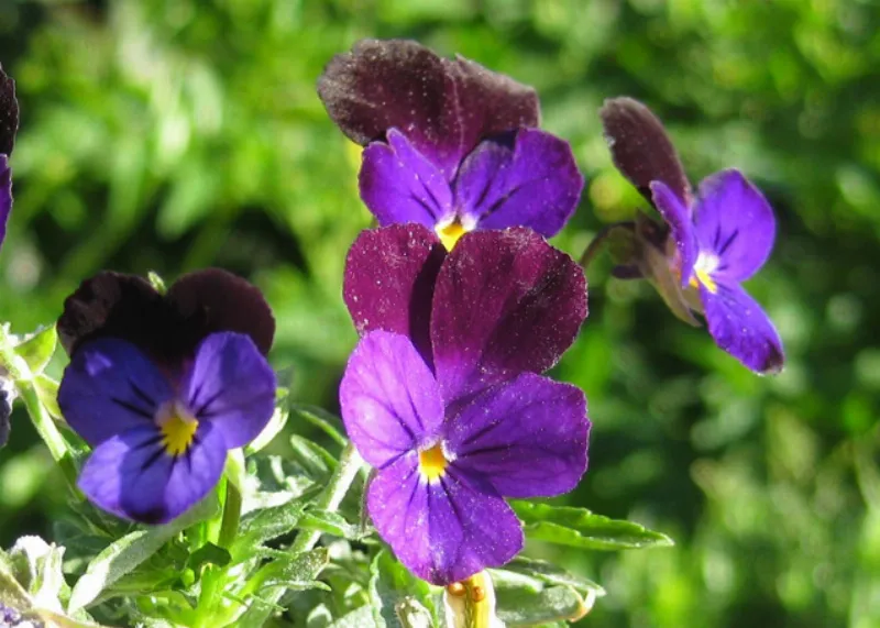 Hoa Violet