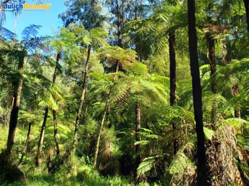 Khám phá vườn quốc gia Dandenong Ranges
