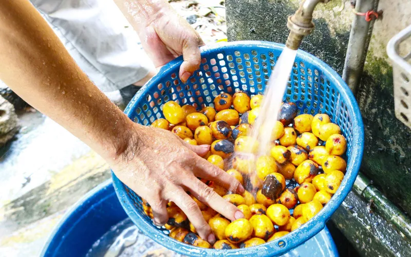 Lo&agrave;i c&acirc;y th&acirc;n như cột đ&igrave;nh ra tr&aacute;i từng ch&ugrave;m, d&acirc;n h&aacute;i muối dưa, đ&atilde; ai ăn chưa, chưa ăn th&igrave; l&ecirc;n đất Tổ