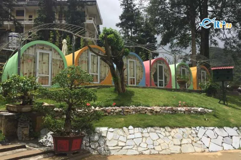 Ong Vàng Mèo Vạc