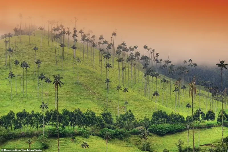Rừng cọ Quindio