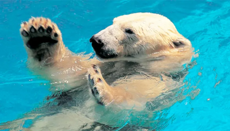 Singapore Zoo
