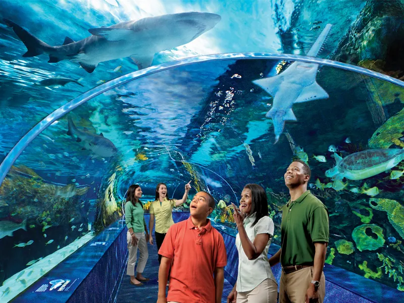 "Thủy cung Ripley's - Khám phá thế giới đại dương" width=