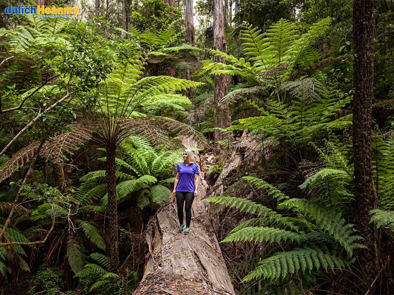 Vườn quốc gia Dandenong Ranges hùng vĩ