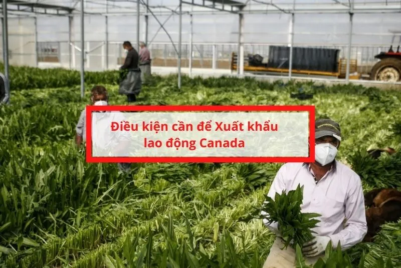 Xuất khẩu lao động Canada cần điều kiện gì phù hợp