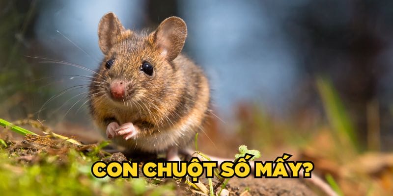 Con Chuột Số Mấy? Mơ Thấy Chuột Đánh Lô Đề Số Mấy? Con Chuột Số Mấy? Mơ Thấy Chuột Đánh Lô Đề Số Mấy?