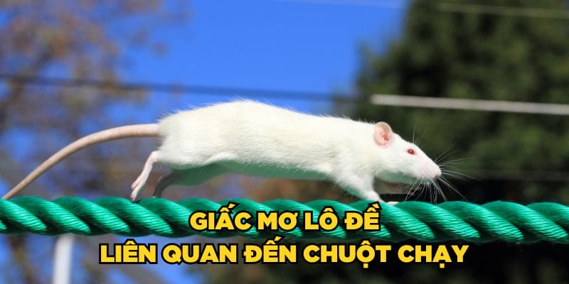 Giấc mơ lô đề liên quan đến chuột chạy Giấc mơ lô đề liên quan đến chuột chạy