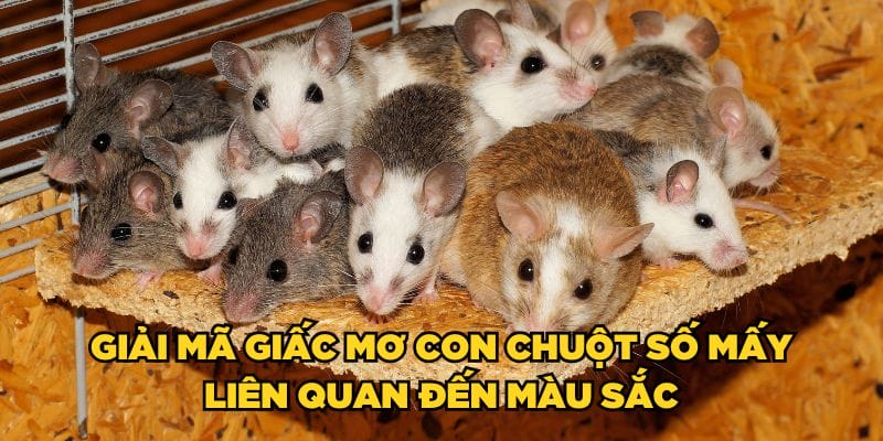 Giải mã giấc mơ con chuột số mấy liên quan đến màu sắc Giải mã giấc mơ con chuột số mấy liên quan đến màu sắc