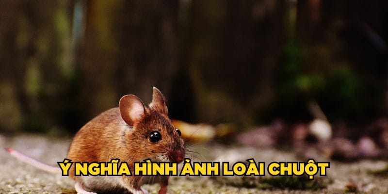 Ý nghĩa hình ảnh loài chuột Ý nghĩa hình ảnh loài chuột