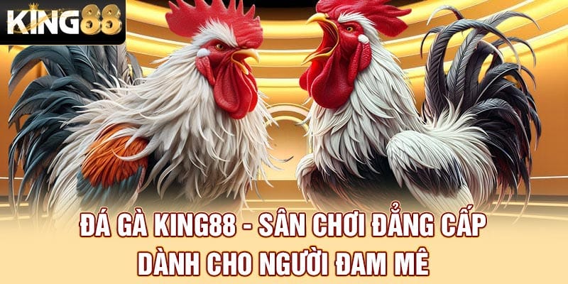 Đá Gà King88 - Sân Chơi Đẳng Cấp Dành Cho Người Đam Mê