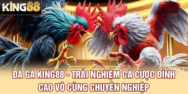 Đá gà King88 - Trải nghiệm cá cược đỉnh cao vô cùng chuyên nghiệp Đá gà King88 - Trải nghiệm cá cược đỉnh cao vô cùng chuyên nghiệp