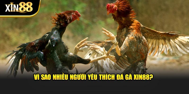 Vì sao nhiều người yêu thích đá gà Xin88? Vì sao nhiều người yêu thích đá gà Xin88?