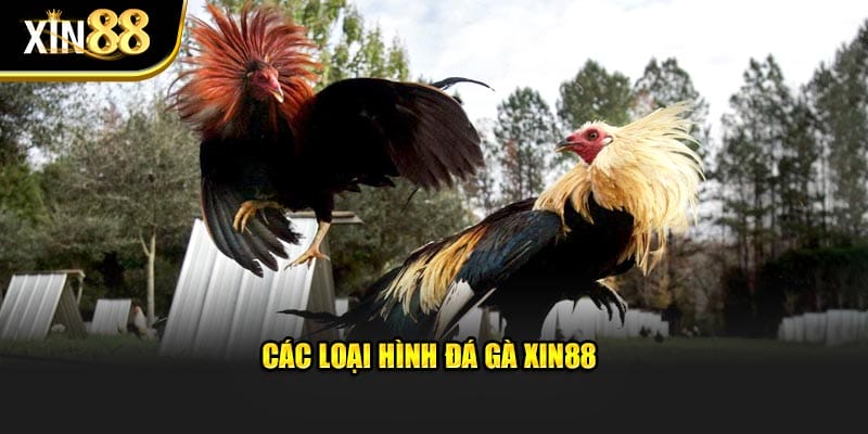 Các loại hình đá gà Xin88 Các loại hình đá gà Xin88