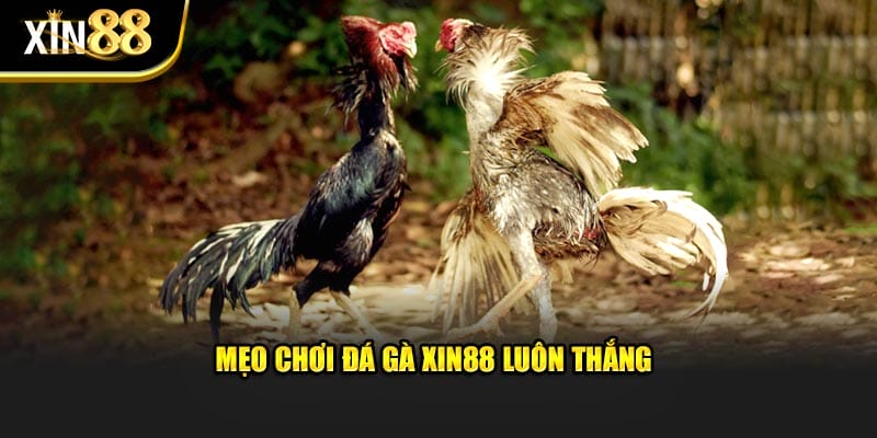 Bí quyết chơi đá gà Xin88 luôn thắng Bí quyết chơi đá gà Xin88 luôn thắng