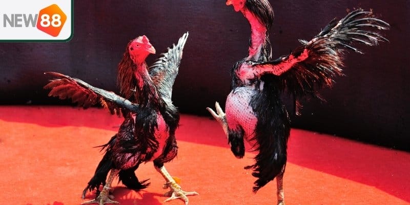 New88 - Đá Gà Cựa Sắt Hot Nhất Năm 2025 Cho Anh Em Cược Thủ