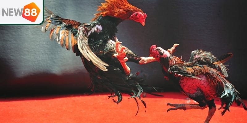 Cách tham gia cá cược đá gà trên New88 đơn giản cho người mới