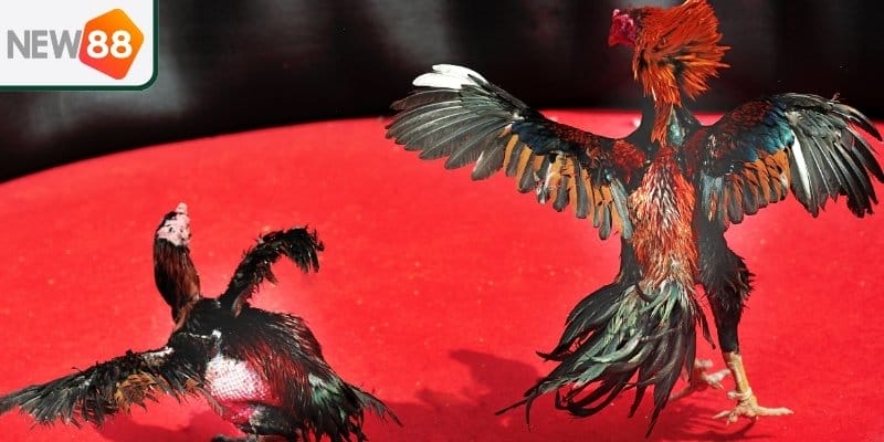 Điểm mạnh nổi bật của New88 trong cá cược đá gà