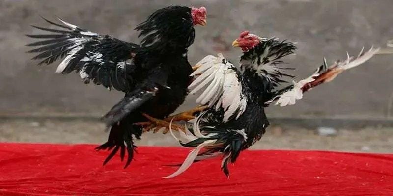 Kinh nghiệm chơi đá gà 88GO ăn đậm ăn đậm chi tiết