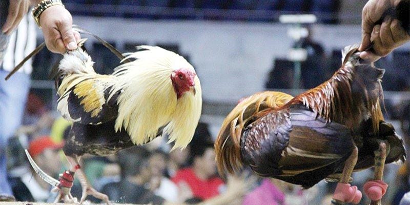 Luật chơi đá gà 88GO và phân loại trận đấu