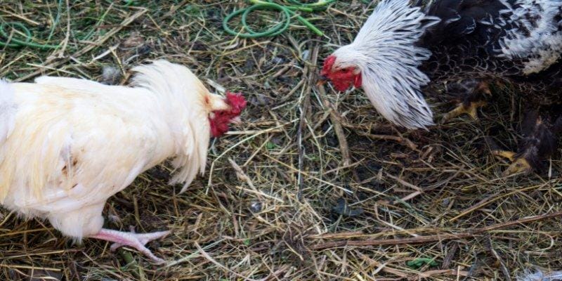 Tổng quan điểm hấp dẫn về đá gà 88GO