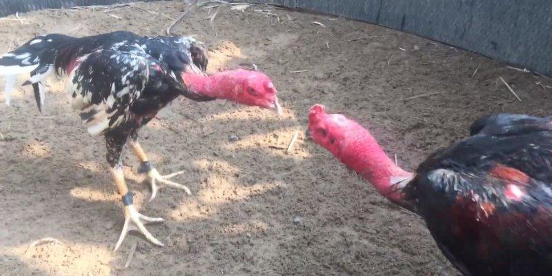 Chiến thuật chơi đá gà 79WIN từ cao thủ Chiến thuật chơi đá gà 79WIN từ cao thủ