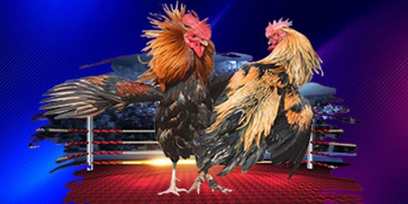 Đá gà 79WIN – Trận địa của bản lĩnh và chiến lược của bet thủ
