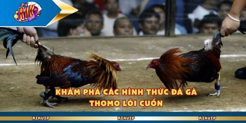 Khám phá các hình thức đá gà Thomo lôi cuốn
