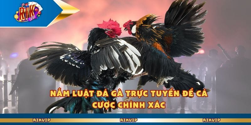 Nắm luật đá gà trực tuyến để cá cược chính xác