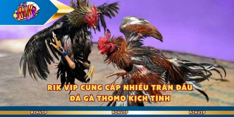 Rik vip cung cấp nhiều trận đấu đá gà Thomo kịch tính