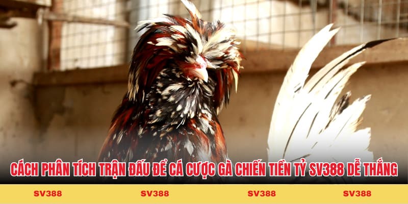 Cách phân tích trận đấu để cá cược gà chiến tiền tỷ Cakhiatv dễ thắng