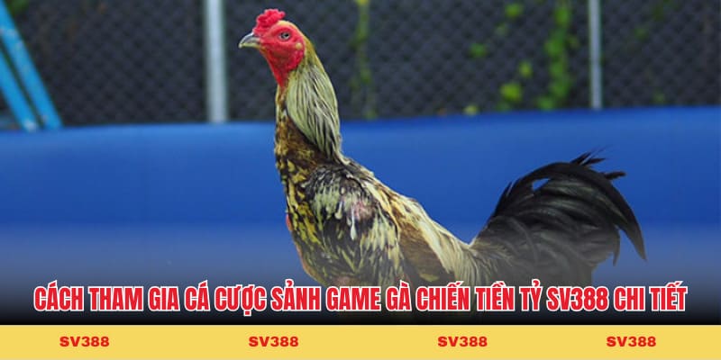 Cách tham gia cá cược sảnh game gà chiến tiền tỷ Cakhiatv chi tiết