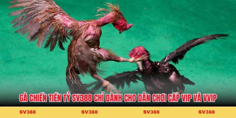 Gà chiến tiền tỷ Cakhiatv chỉ dành cho dân chơi cấp VIP và VVIP