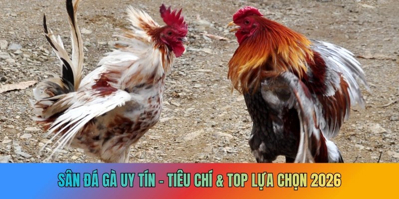 Sân Đá Gà Uy Tín - Tiêu Chí & Top Lựa Chọn 2026
