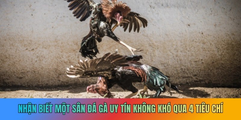 Chọn sân đá gà uy tín để không “tiền mất tật mang”