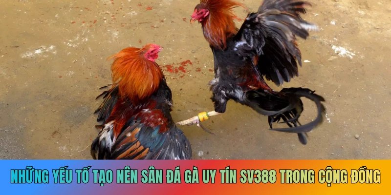 Nhận biết một sân đá gà uy tín không khó qua 4 tiêu chí