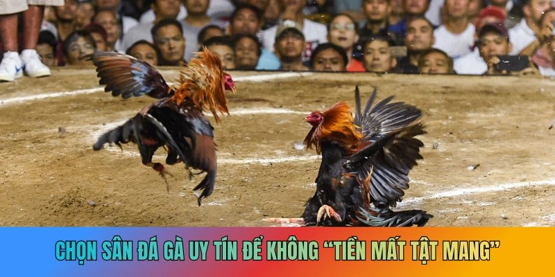 Những yếu tố tạo nên sân đá gà uy tín C168 trong cộng đồng người chơi